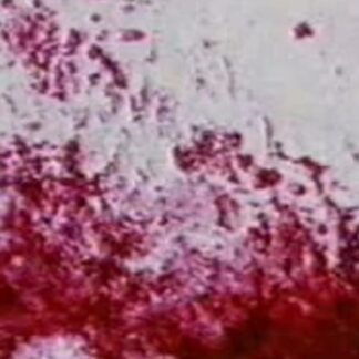 Prelude 1 (1996) DVD