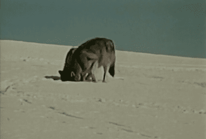 Screenshot from High Country Calling 1974